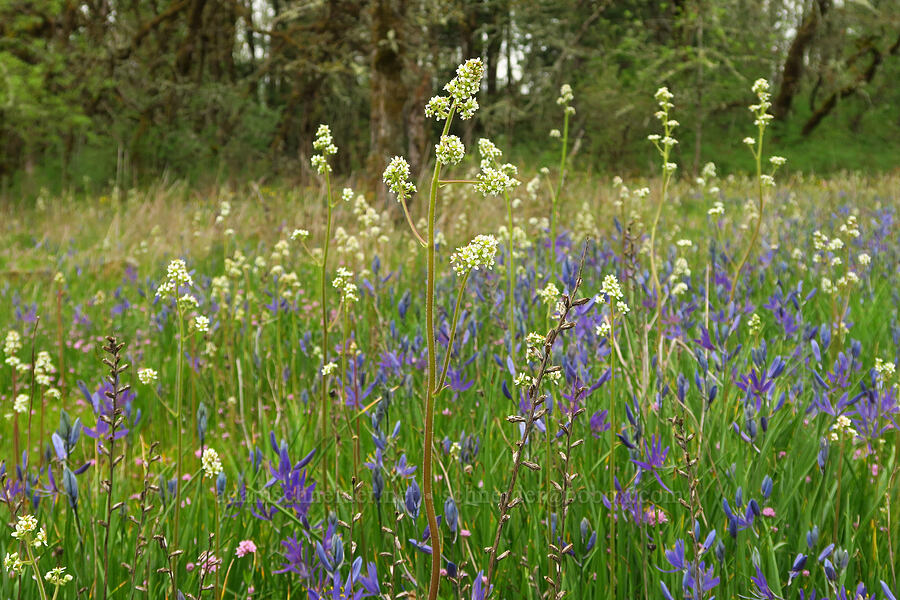 Oregon saxifrage & camas (Micranthes oregana (Saxifraga oregana), Camassia quamash) [Camassia Natural Area, West Linn, Clackamas County, Oregon]