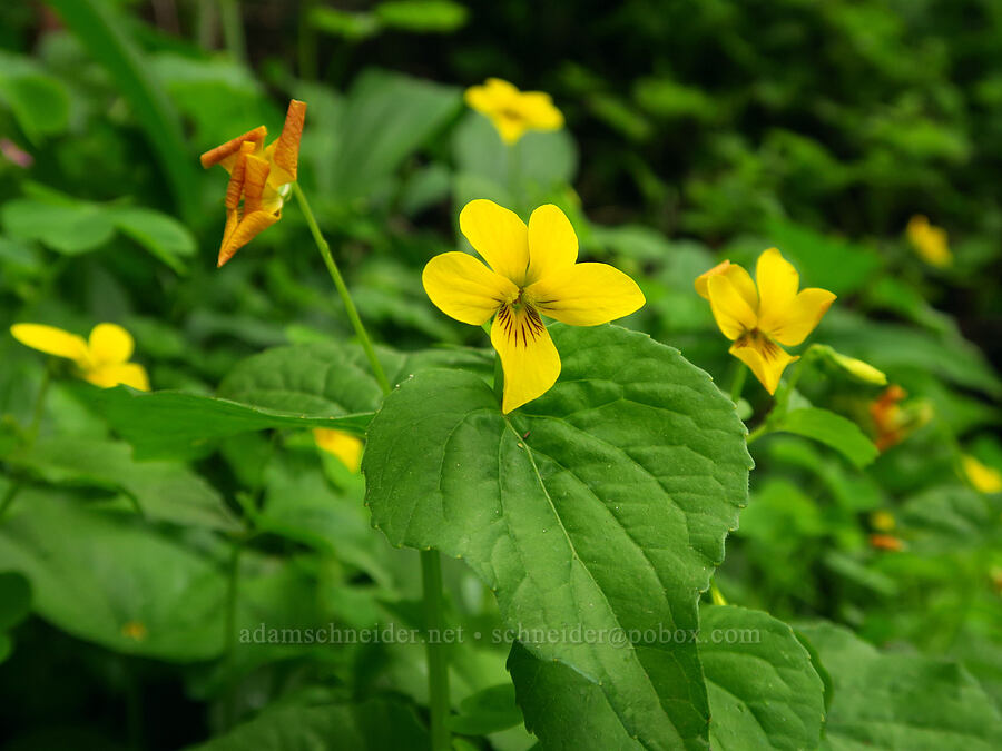 pioneer violets (Viola glabella) [Camassia Natural Area, West Linn, Clackamas County, Oregon]
