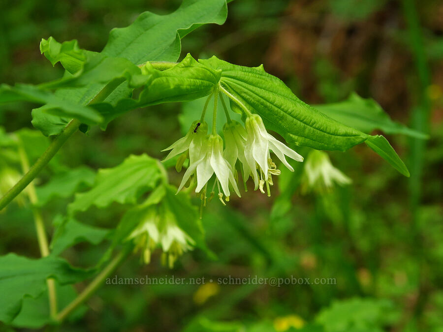Hooker's fairy-bells (Prosartes hookeri (Disporum hookeri)) [WIlderness Park, West Linn, Clackamas County, Oregon]
