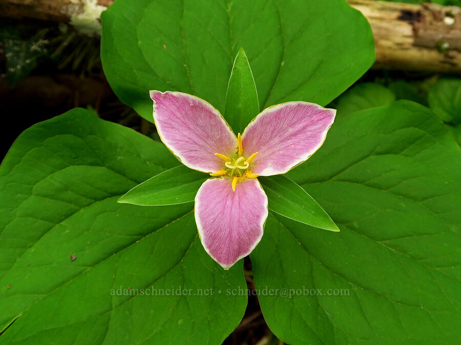 western trillium, fading (Trillium ovatum) [WIlderness Park, West Linn, Clackamas County, Oregon]