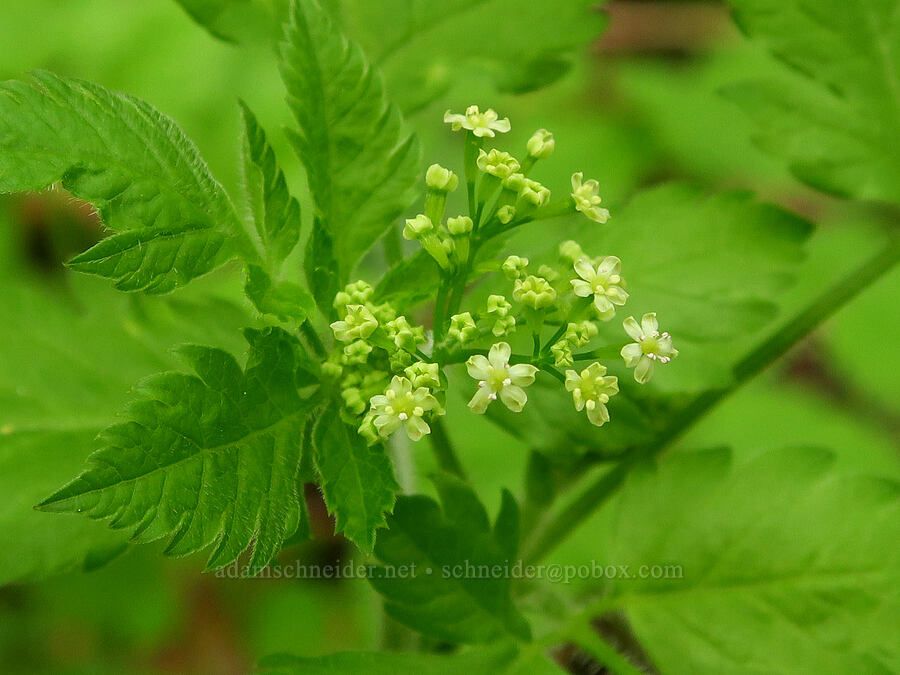 mountain sweet-cicely (Osmorhiza berteroi) [WIlderness Park, West Linn, Clackamas County, Oregon]