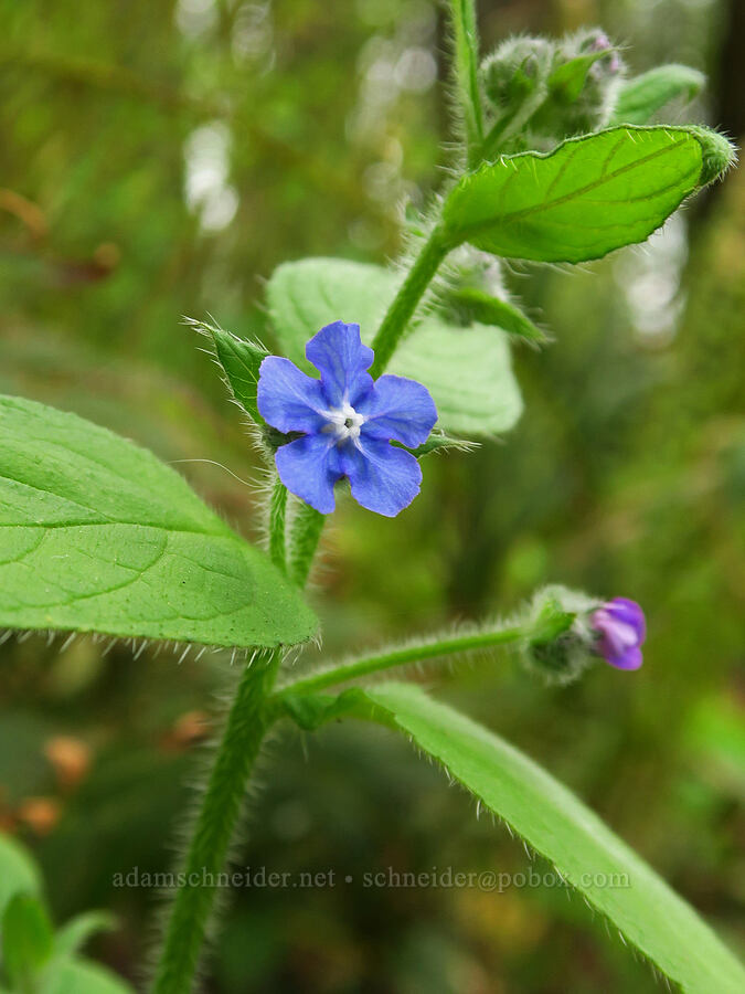 evergreen bugloss (green alkanet) (Pentaglottis sempervirens (Anchusa sempervirens)) [WIlderness Park, West Linn, Clackamas County, Oregon]