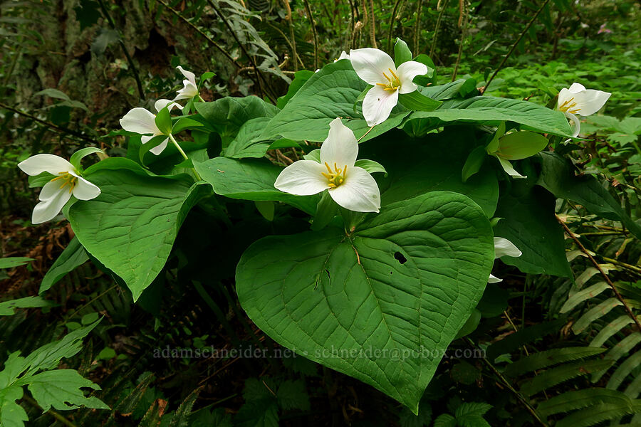 western trillium (Trillium ovatum) [WIlderness Park, West Linn, Clackamas County, Oregon]