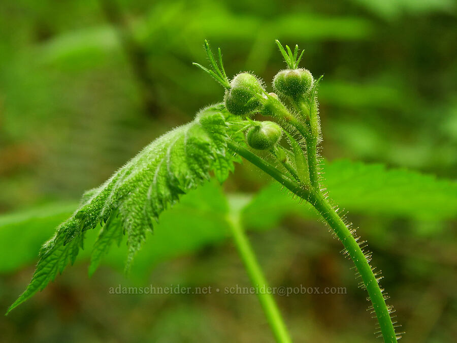 thimbleberry, budding (Rubus parviflorus (Rubus nutkanus)) [WIlderness Park, West Linn, Clackamas County, Oregon]