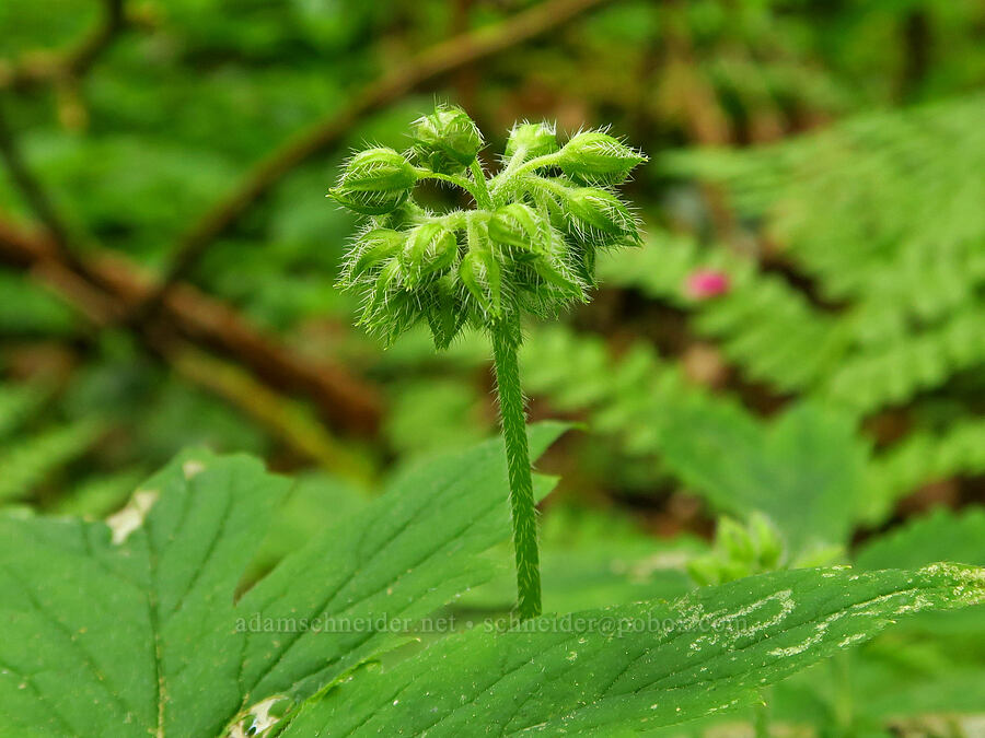 Pacific waterleaf, budding (Hydrophyllum tenuipes) [WIlderness Park, West Linn, Clackamas County, Oregon]
