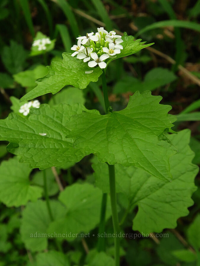 garlic mustard (Alliaria petiolata) [WIlderness Park, West Linn, Clackamas County, Oregon]