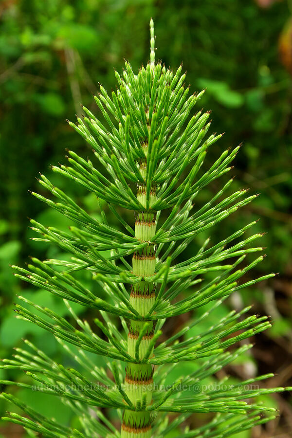 horsetail (Equisetum telmateia ssp. braunii) [WIlderness Park, West Linn, Clackamas County, Oregon]