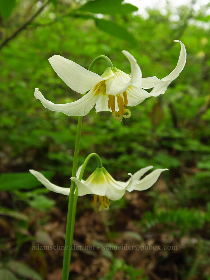 Oregon fawn lilies (Erythronium oregonum) [Camassia Natural Area, West Linn, Clackamas County, Oregon]