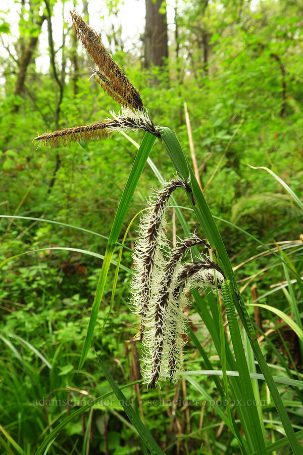 slough sedge flowers (Carex obnupta) [Camassia Natural Area, West Linn, Clackamas County, Oregon]