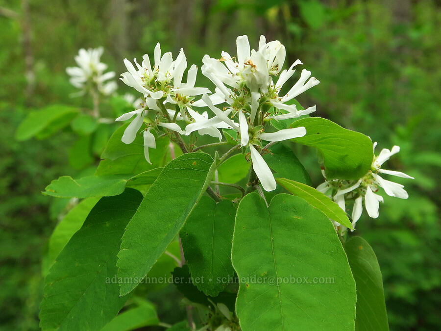 serviceberry flowers (Amelanchier alnifolia) [Camassia Natural Area, West Linn, Clackamas County, Oregon]