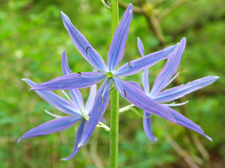 great camas (Camassia leichtlinii ssp. suksdorfii) [Camassia Natural Area, West Linn, Clackamas County, Oregon]