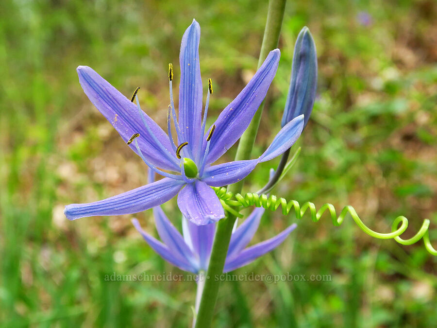 great camas & a manroot tendril (Camassia leichtlinii ssp. suksdorfii, Marah oregana (Marah oreganus)) [Camassia Natural Area, West Linn, Clackamas County, Oregon]