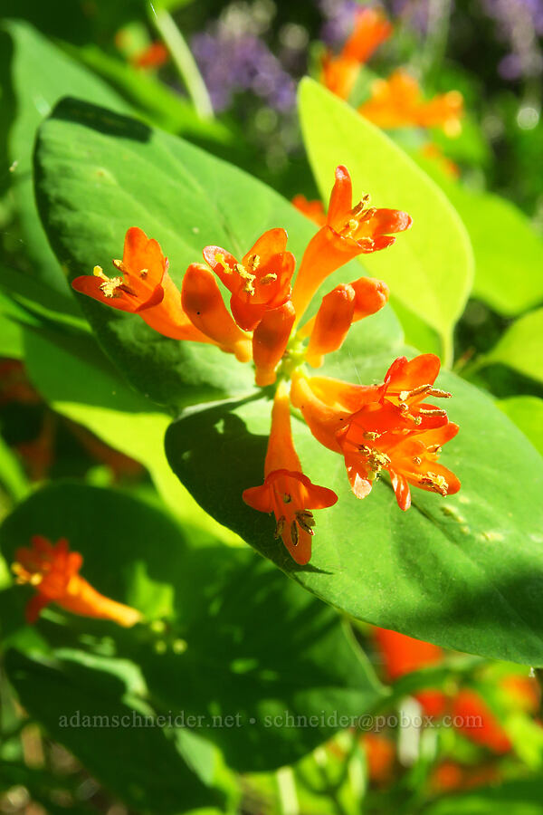 orange honeysuckle (Lonicera ciliosa) [Augspurger Trail, Gifford Pinchot National Forest, Skamania County, Washington]