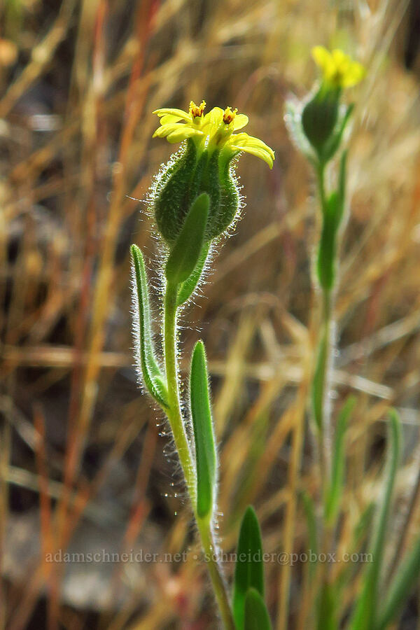 common tarweed (Madia gracilis) [Augspurger Trail, Gifford Pinchot National Forest, Skamania County, Washington]