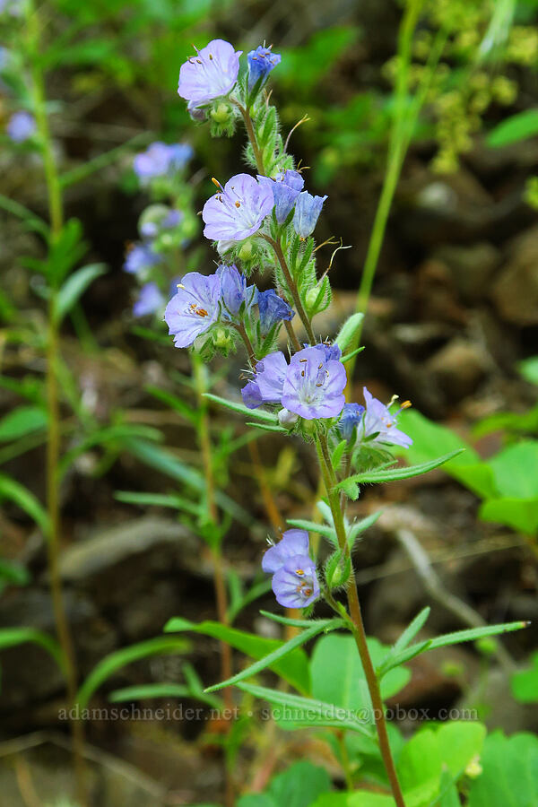 thread-leaf phacelia (Phacelia linearis) [Augspurger Trail, Gifford Pinchot National Forest, Skamania County, Washington]