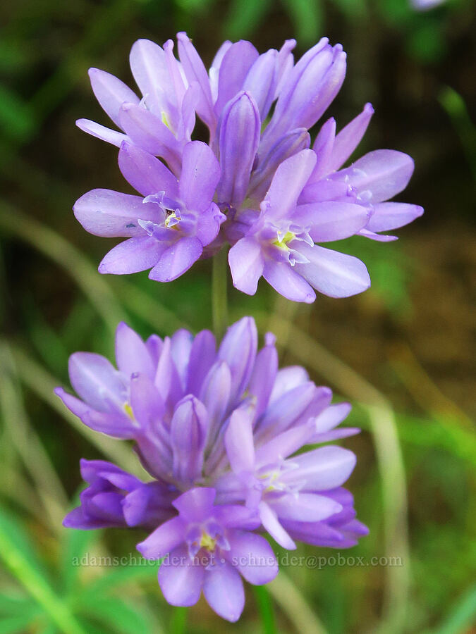 fork-tooth ookow (Dichelostemma congestum (Brodiaea congesta)) [Augspurger Trail, Gifford Pinchot National Forest, Skamania County, Washington]