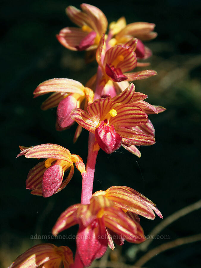 striped coral-root orchid (Corallorhiza striata) [Old Logger's Trail, Dog Mountain, Gifford Pinchot National Forest, Skamania County, Washington]