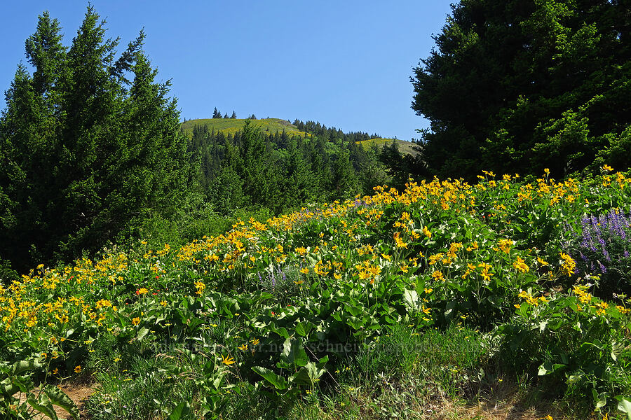 wildflowers [Dog Mountain Trail, Gifford Pinchot National Forest, Skamania County, Washington]