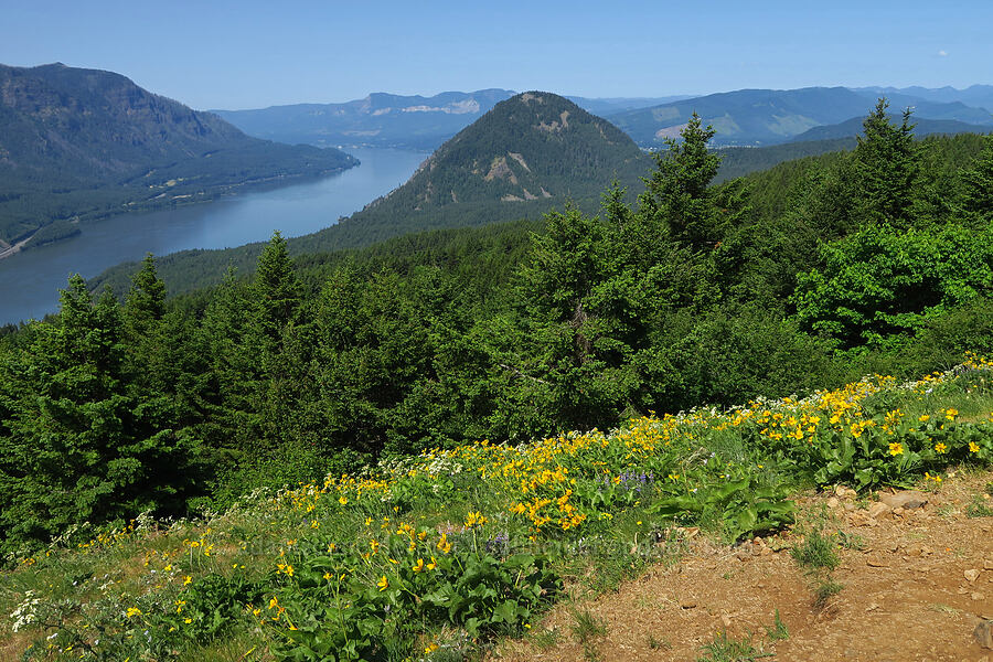 wildflowers & Wind Mountain [Dog Mountain Trail, Gifford Pinchot National Forest, Skamania County, Washington]