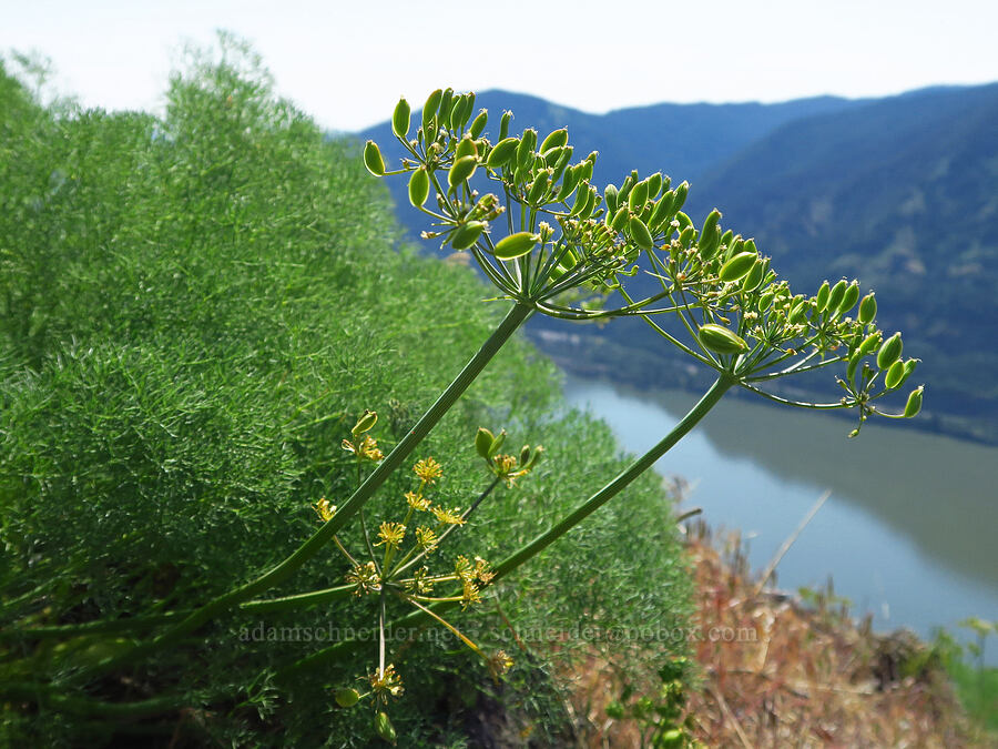 Klickitat desert parsley, going to seed (Lomatium klickitatense (Lomatium grayi)) [Dog Mountain, Gifford Pinchot National Forest, Skamania County, Washington]