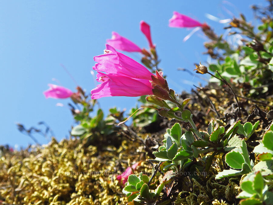 cliff penstemon (Penstemon rupicola) [Dog Mountain, Gifford Pinchot National Forest, Skamania County, Washington]