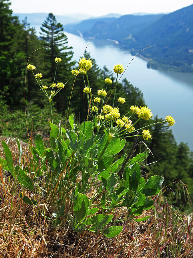 bare-stem desert parsley (Lomatium nudicaule) [Dog Mountain, Gifford Pinchot National Forest, Skamania County, Washington]
