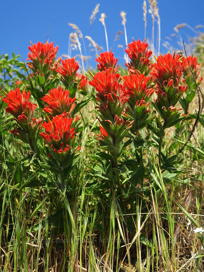 harsh paintbrush (Castilleja hispida) [Dog Mountain, Gifford Pinchot National Forest, Skamania County, Washington]