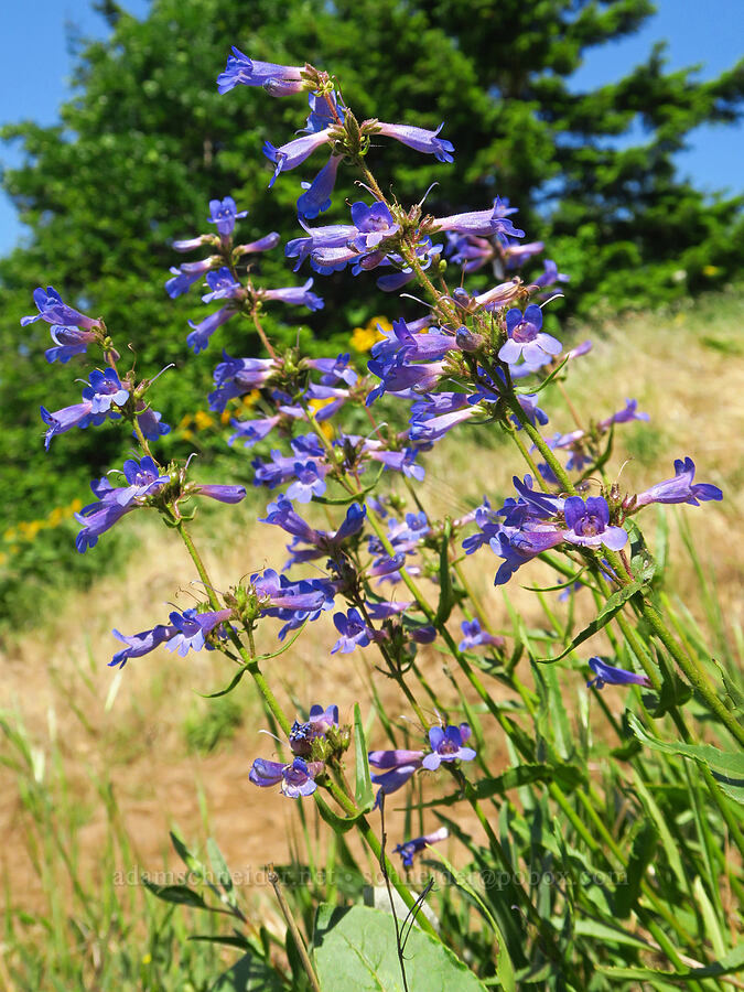 fine-tooth penstemon (Penstemon subserratus) [Dog Mountain Trail, Gifford Pinchot National Forest, Skamania County, Washington]