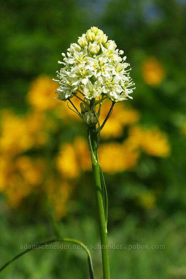 death-camas (Toxicoscordion venenosum (Zigadenus venenosus)) [Dog Mountain Trail, Gifford Pinchot National Forest, Skamania County, Washington]