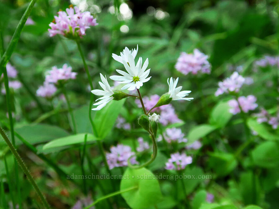 prairie star & rosy plectritis (Lithophragma parviflorum, Plectritis congesta) [Dog Mountain Trail, Gifford Pinchot National Forest, Skamania County, Washington]