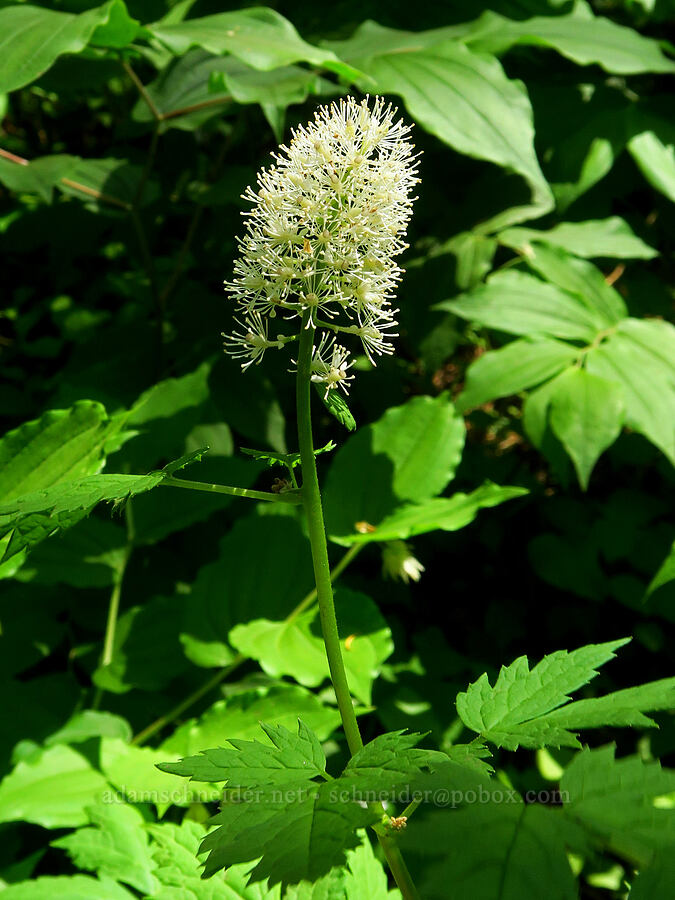 baneberry flowers (Actaea rubra) [Dog Mountain Trail, Gifford Pinchot National Forest, Skamania County, Washington]