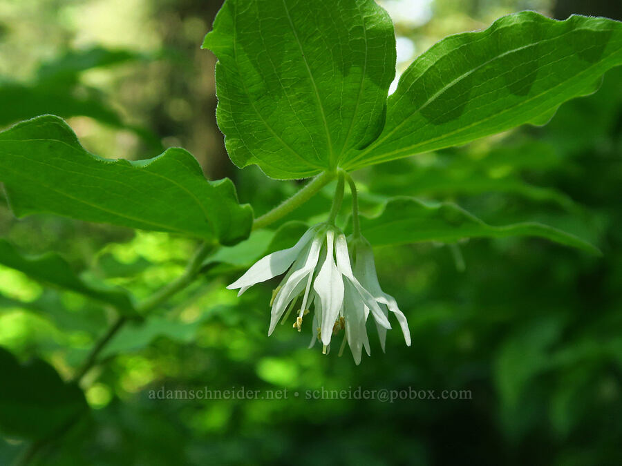 Hooker's fairy-bells (Prosartes hookeri (Disporum hookeri)) [Dog Mountain Trail, Gifford Pinchot National Forest, Skamania County, Washington]