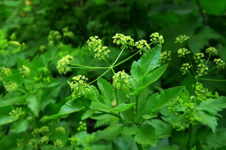western sweet-cicely (Osmorhiza occidentalis) [Dog Mountain Trail, Gifford Pinchot National Forest, Skamania County, Washington]