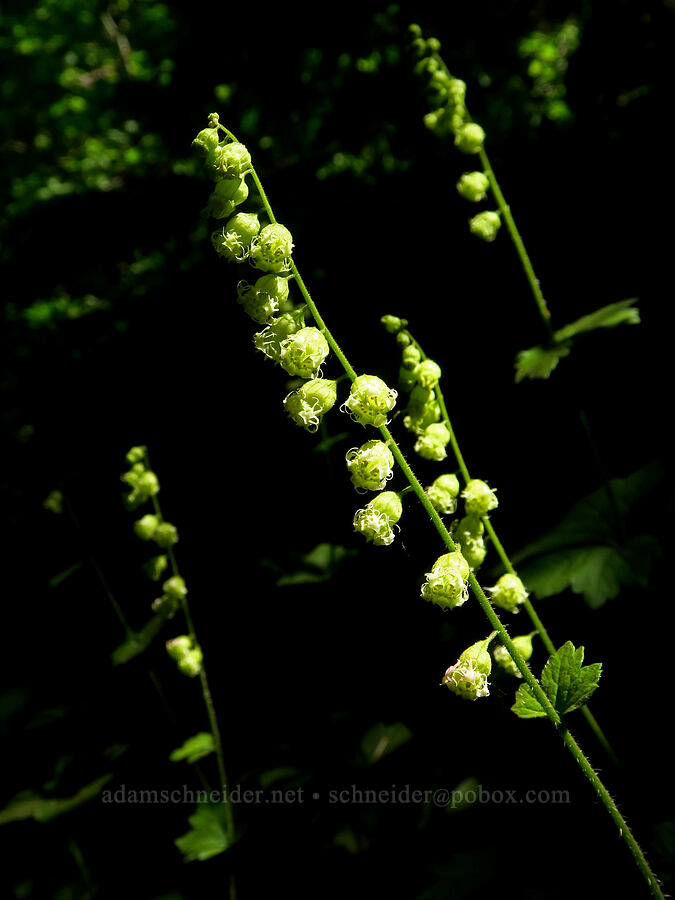 fringe cups (Tellima grandiflora) [Dog Mountain Trail, Gifford Pinchot National Forest, Skamania County, Washington]