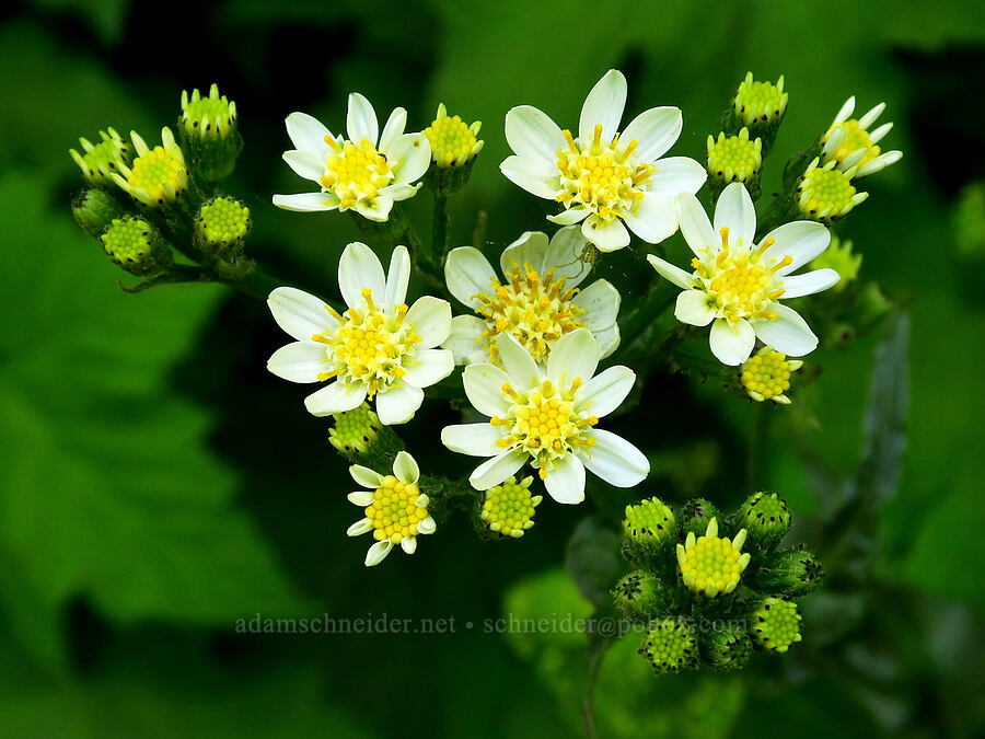 white western groundsel (Senecio integerrimus var. ochroleucus) [Dog Mountain Trail, Gifford Pinchot National Forest, Skamania County, Washington]