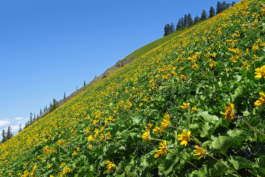 balsamroot (Balsamorhiza sp.) [Dog Mountain Trail, Gifford Pinchot National Forest, Skamania County, Washington]