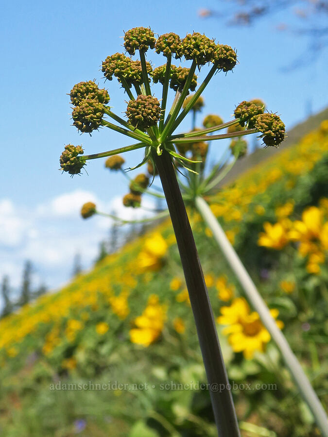 brown fern-leaf desert parsley (Lomatium dissectum var. dissectum) [Dog Mountain Trail, Gifford Pinchot National Forest, Skamania County, Washington]