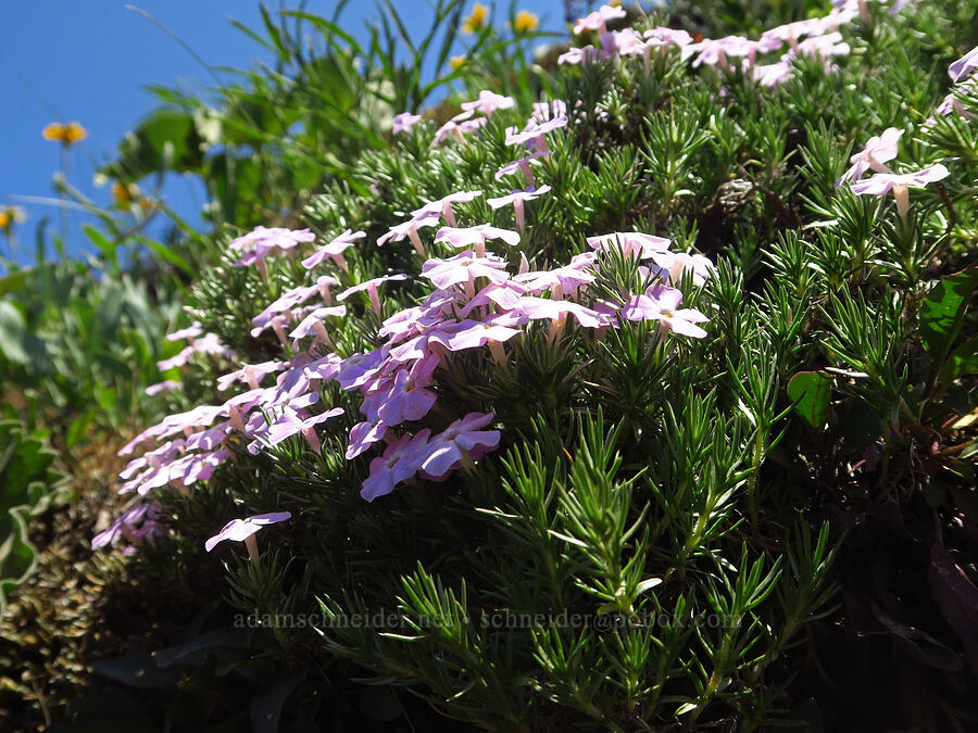 spreading phlox (Phlox diffusa) [Dog Mountain Trail, Gifford Pinchot National Forest, Skamania County, Washington]