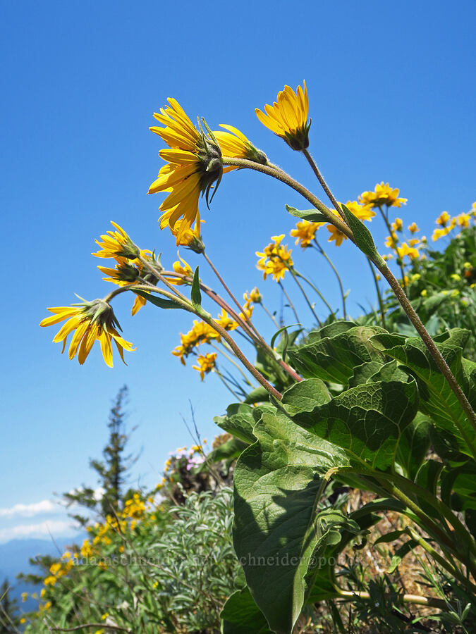 balsamroot (Balsamorhiza sp.) [Dog Mountain Trail, Gifford Pinchot National Forest, Skamania County, Washington]