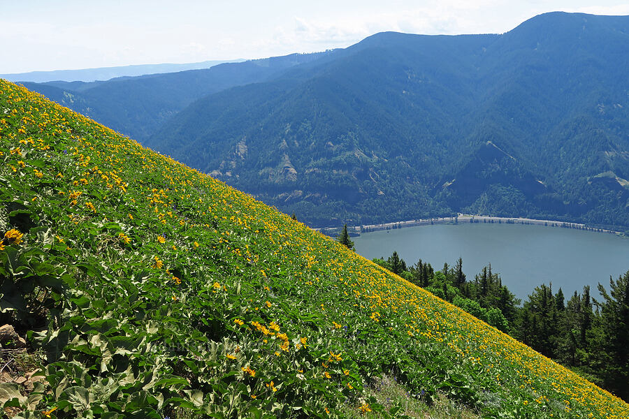 balsamroot (Balsamorhiza sp.) [Dog Mountain Trail, Gifford Pinchot National Forest, Skamania County, Washington]