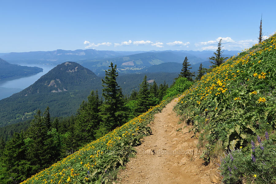 trail through balsamroot (Balsamorhiza sp.) [Dog Mountain Trail, Gifford Pinchot National Forest, Skamania County, Washington]