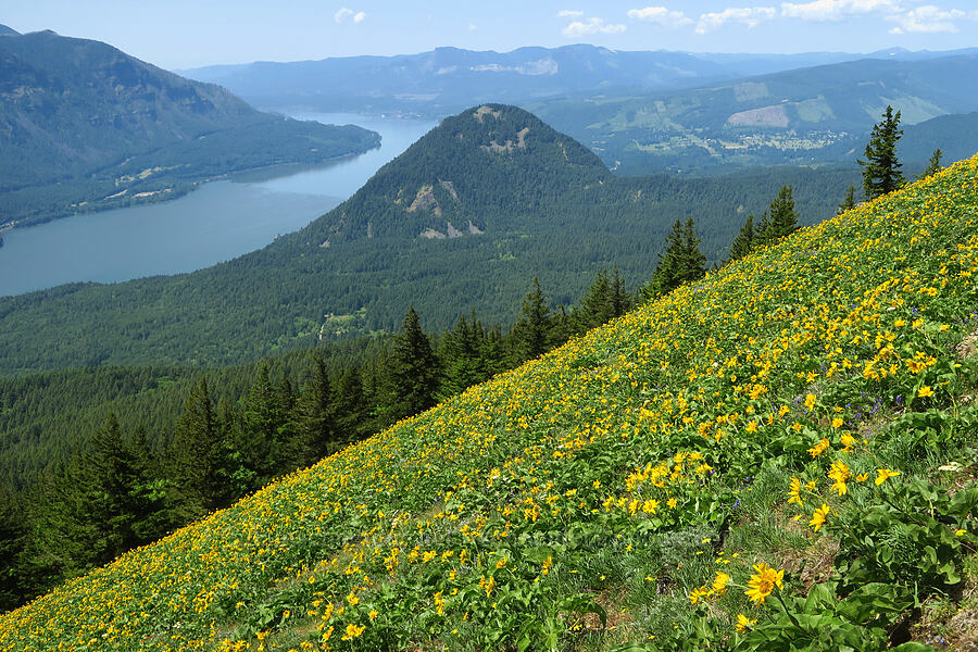 balsamroot & Wind Mountain (Balsamorhiza sp.) [Dog Mountain Trail, Gifford Pinchot National Forest, Skamania County, Washington]