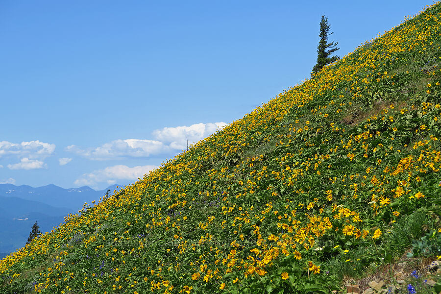 balsamroot (Balsamorhiza sp.) [Dog Mountain Trail, Gifford Pinchot National Forest, Skamania County, Washington]
