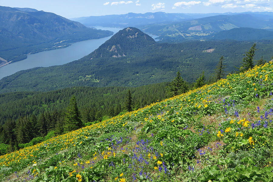 wildflowers & Wind Mountain [Dog Mountain Trail, Gifford Pinchot National Forest, Skamania County, Washington]