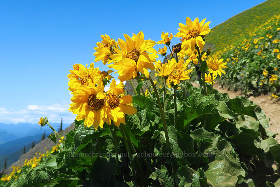 balsamroot (Balsamorhiza sp.) [Dog Mountain Trail, Gifford Pinchot National Forest, Skamania County, Washington]