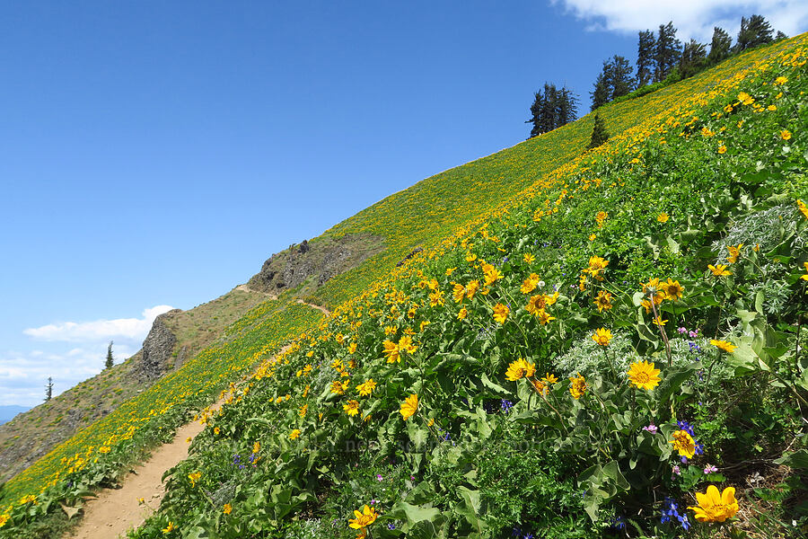 wildflowers [Dog Mountain Trail, Gifford Pinchot National Forest, Skamania County, Washington]
