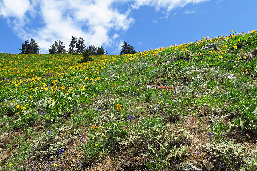 wildflowers [Dog Mountain Trail, Gifford Pinchot National Forest, Skamania County, Washington]