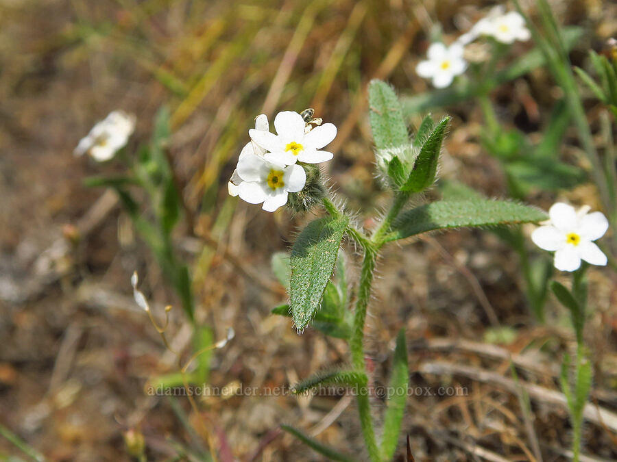 cryptantha (Cryptantha intermedia) [Dog Mountain Trail, Gifford Pinchot National Forest, Skamania County, Washington]