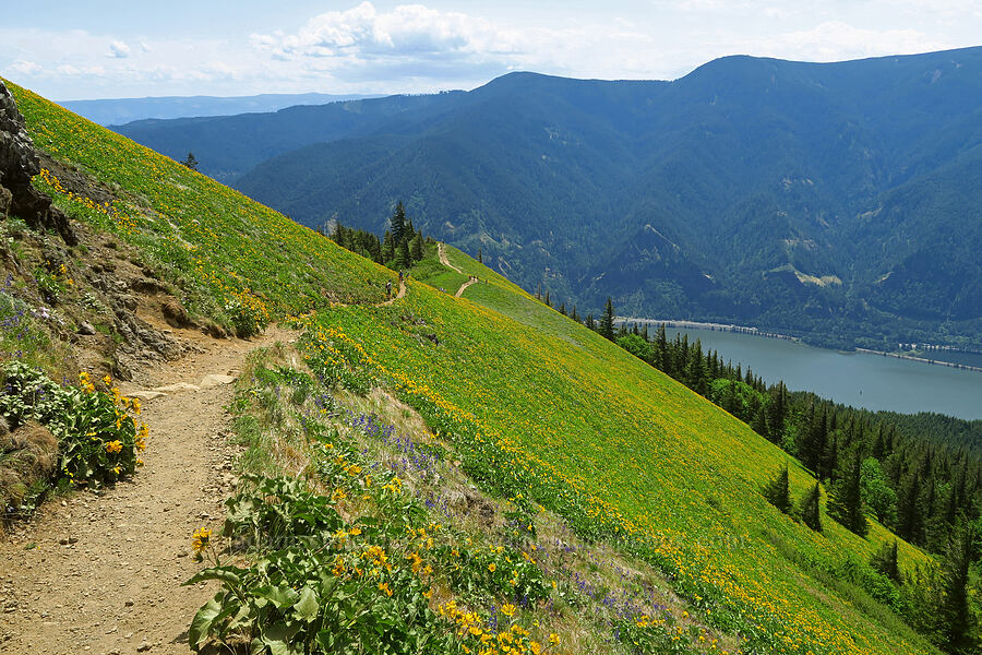 trail through wildflowers [Dog Mountain Trail, Gifford Pinchot National Forest, Skamania County, Washington]