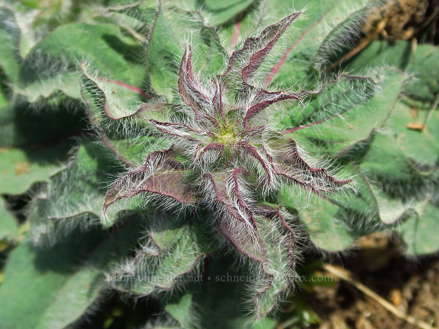 Scouler's hawkweed leaves (Hieracium scouleri) [Dog Mountain Trail, Gifford Pinchot National Forest, Skamania County, Washington]